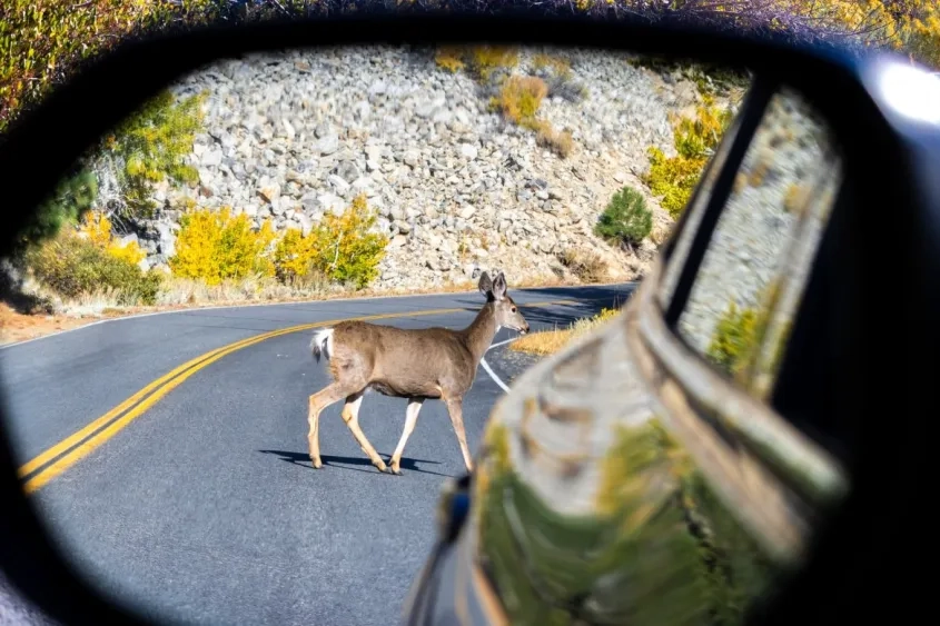 Photo prise dans le retroviseur d'une voiture : daim traversant une route